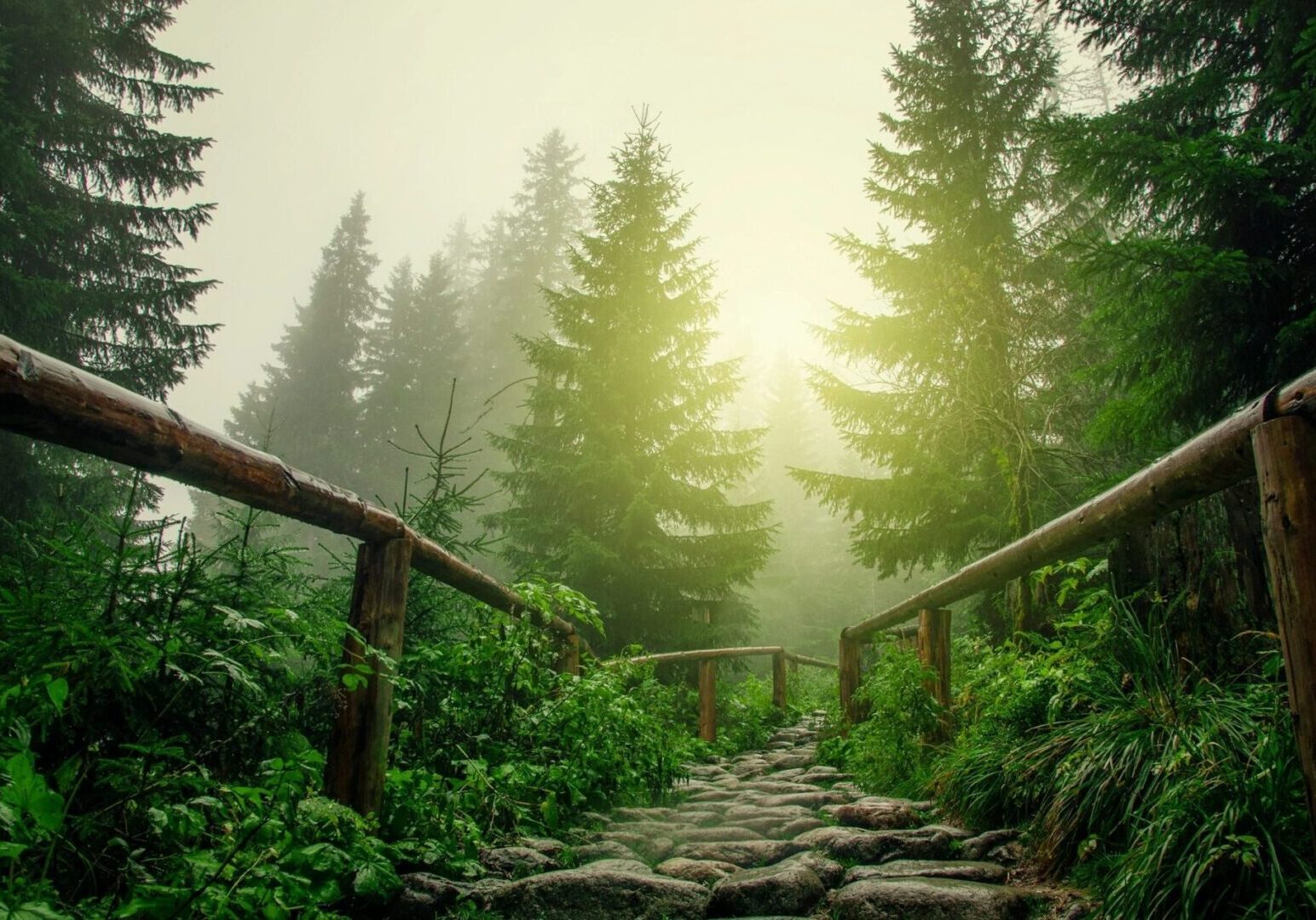 A path in the woods with trees and plants